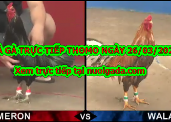 Đá gà Thomo trực tiếp Hôm Nay ngày 23/3/2020