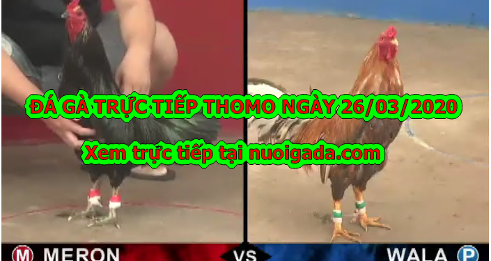 Đá gà Thomo trực tiếp Hôm Nay ngày 23/3/2020