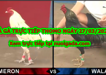 Đá gà Thomo trực tiếp Hôm Nay ngày 23/3/2020