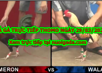 Coi đá gà trực tiếp Hàng Ngày (29/3/2020)