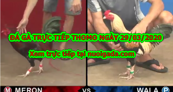 Coi đá gà trực tiếp Hàng Ngày (29/3/2020)