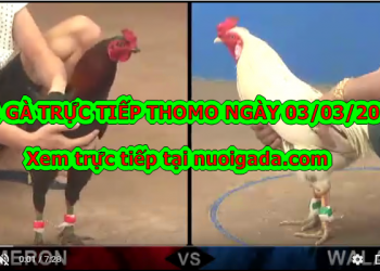 Đá gà trực tiếp Thomo ngày 3/3/2020