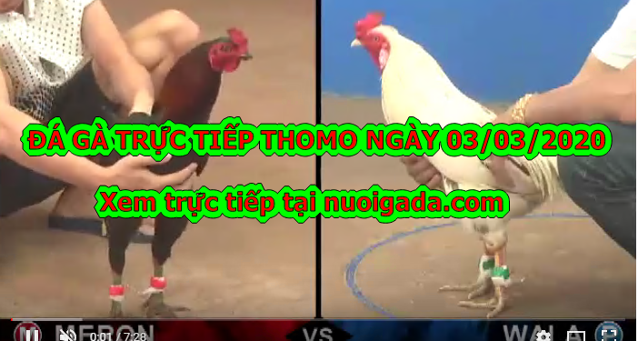 Đá gà trực tiếp Thomo ngày 3/3/2020