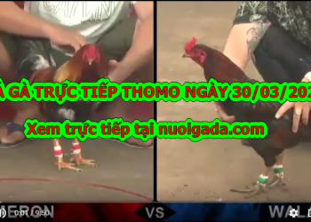 Đá gà Thomo trực tiếp Hôm Nay ngày 23/3/2020