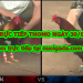 Đá gà Thomo trực tiếp Hôm Nay ngày 23/3/2020