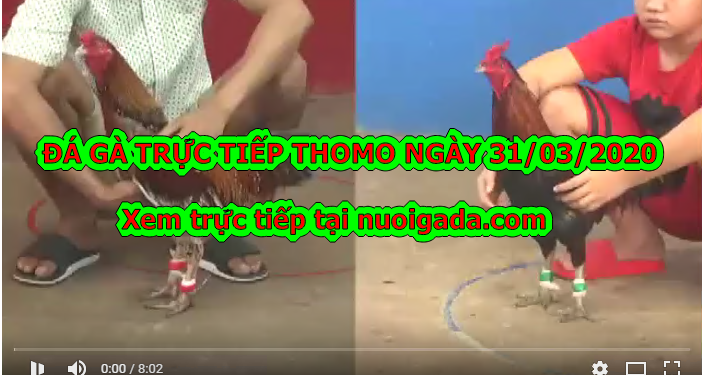 Đá gà Thomo trực tiếp Hôm Nay ngày 23/3/2020