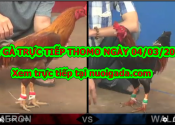 Đá gà trực tiếp Thomo ngày 3/3/2020