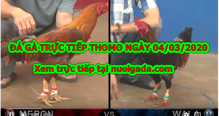 Đá gà trực tiếp Thomo ngày 3/3/2020