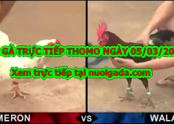 Đá gà trực tiếp Thomo ngày 3/3/2020