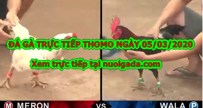 Đá gà trực tiếp Thomo ngày 3/3/2020