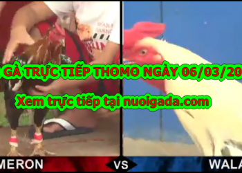 Đá gà trực tiếp Thomo ngày 3/3/2020
