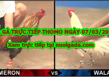 Đá gà trực tiếp Thomo ngày 3/3/2020
