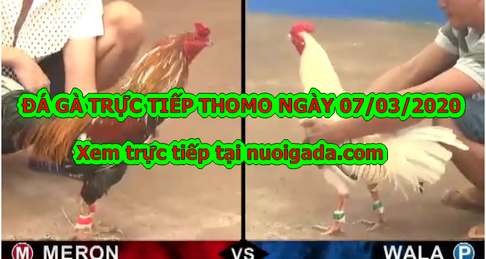 Đá gà trực tiếp Thomo ngày 3/3/2020