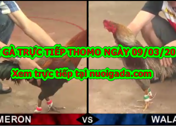 Đá gà trực tiếp Thomo ngày 3/3/2020