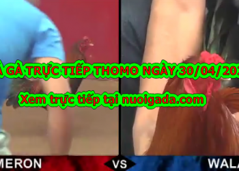 Tuyển chọn video đá gà trực tiếp bình luận ngày 28/4/2020
