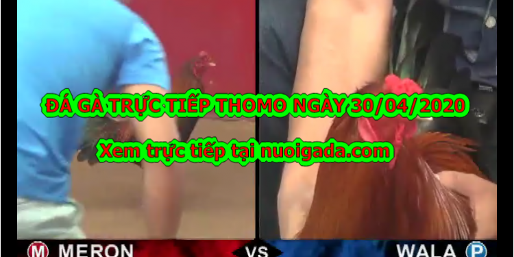 Tuyển chọn video đá gà trực tiếp bình luận ngày 28/4/2020