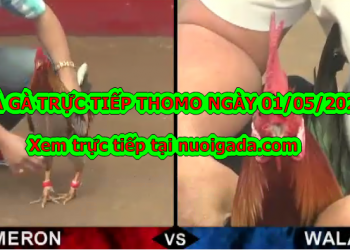 Tuyển chọn video đá gà trực tiếp bình luận ngày 28/4/2020