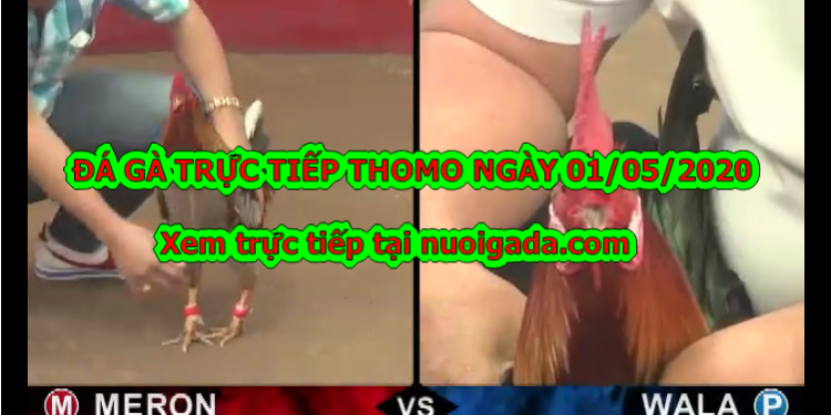 Tuyển chọn video đá gà trực tiếp bình luận ngày 28/4/2020