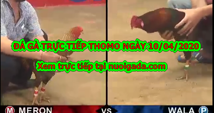 (Tuyển chọn) Đá gà Thomo trực tiếp Hôm Nay – 10/4/2020