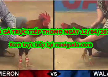 Xem đá gà trực tiếp 999 ngày 12/4/2020