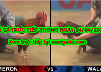 Đá gà trực tiếp trên mạng ngày 13/4/2020