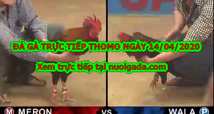Đá gà trực tiếp trên mạng ngày 13/4/2020