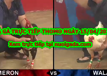 Đá gà trực tiếp trên mạng ngày 13/4/2020