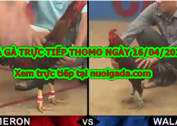 Đá gà trực tiếp trên mạng ngày 13/4/2020