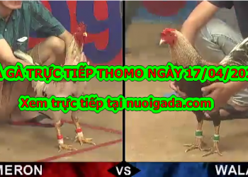 Đá gà trực tiếp trên mạng ngày 13/4/2020