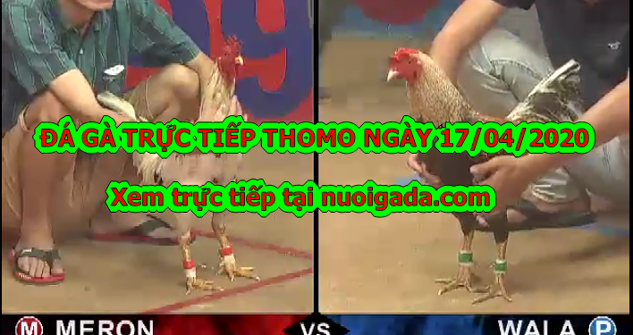 Đá gà trực tiếp trên mạng ngày 13/4/2020
