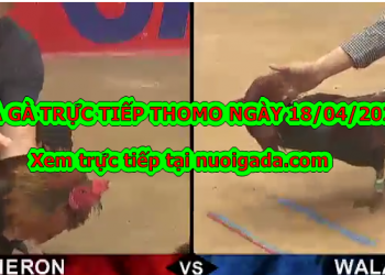 Đá gà trực tiếp trên mạng ngày 13/4/2020