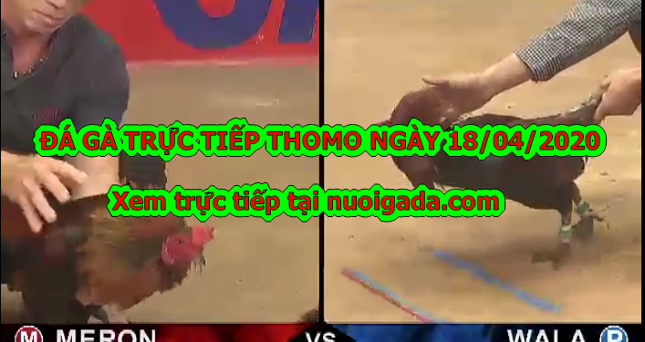 Đá gà trực tiếp trên mạng ngày 13/4/2020