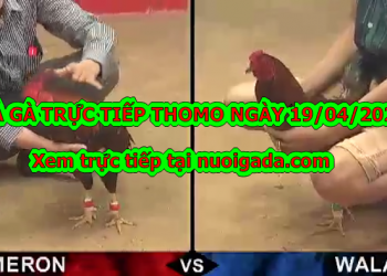 Đá gà trực tiếp trên mạng ngày 13/4/2020