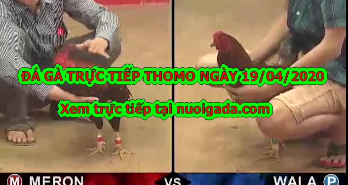 Đá gà trực tiếp trên mạng ngày 13/4/2020