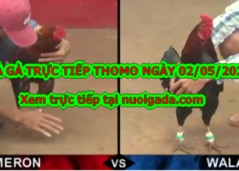 Tuyển chọn video đá gà trực tiếp bình luận ngày 28/4/2020