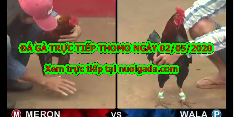 Tuyển chọn video đá gà trực tiếp bình luận ngày 28/4/2020