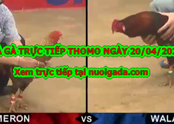 Đá gà trực tiếp trên mạng ngày 13/4/2020