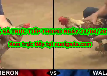 Đá gà trực tiếp trên mạng ngày 13/4/2020