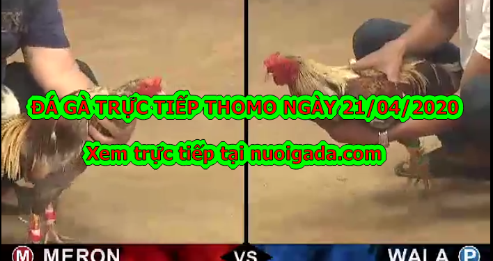 Đá gà trực tiếp trên mạng ngày 13/4/2020