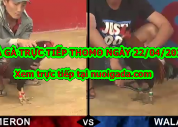 Đá gà Live tại casino Thomo ngày 22/4/2020