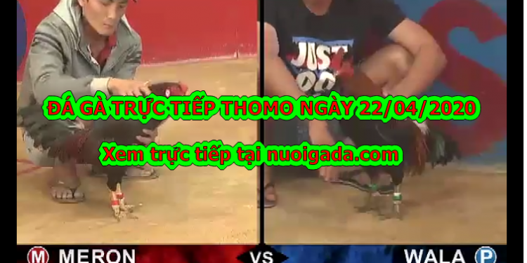 Đá gà Live tại casino Thomo ngày 22/4/2020