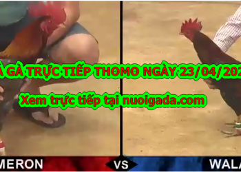 Đá gà Live tại casino Thomo ngày 22/4/2020