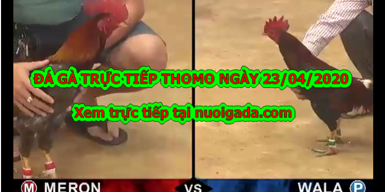 Đá gà Live tại casino Thomo ngày 22/4/2020