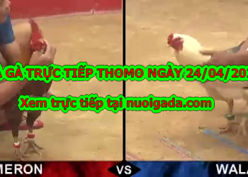 Đá gà Live tại casino Thomo ngày 22/4/2020