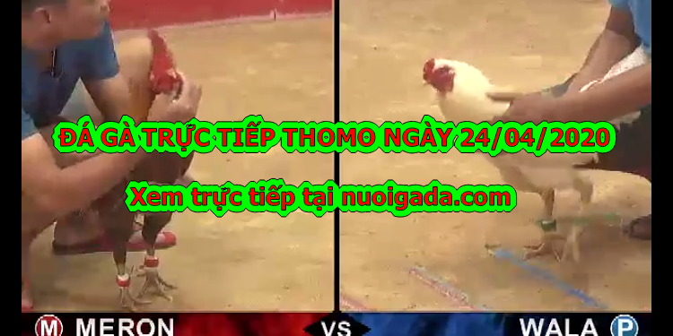 Đá gà Live tại casino Thomo ngày 22/4/2020