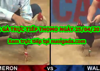 Đá gà Live tại casino Thomo ngày 22/4/2020