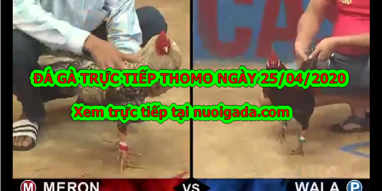Đá gà Live tại casino Thomo ngày 22/4/2020
