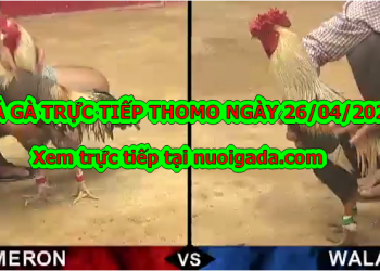 Đá gà Live tại casino Thomo ngày 22/4/2020
