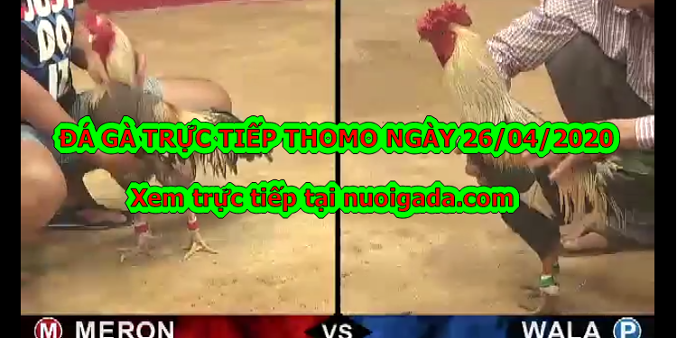 Đá gà Live tại casino Thomo ngày 22/4/2020