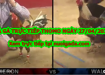 Đá gà Live tại casino Thomo ngày 22/4/2020
